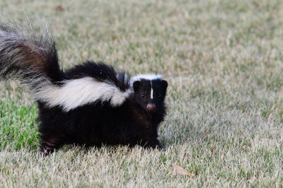 Dealing With Skunks Under Your Home: Odors, Damage, And Removal Solutions