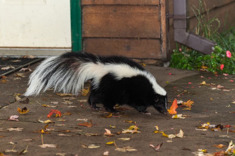 Remove Skunks Burrowing Under Homes