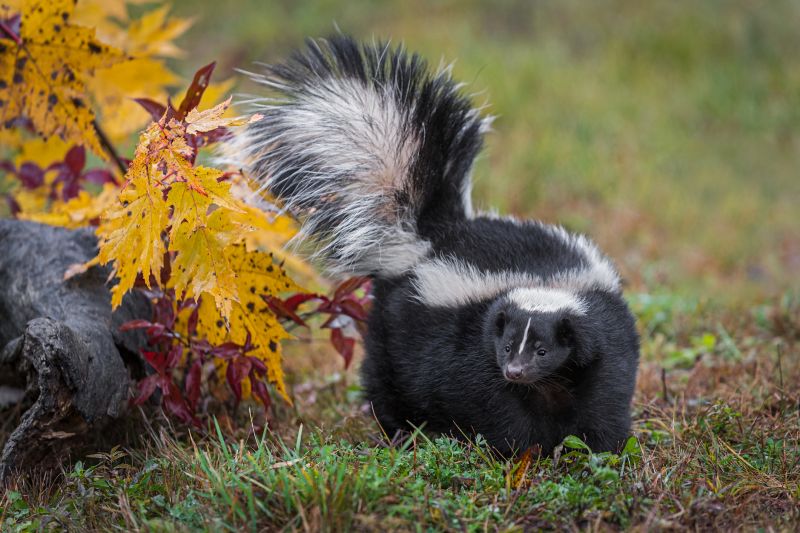 Seasonal Skunk Activity And When Removal Is Most Effective
