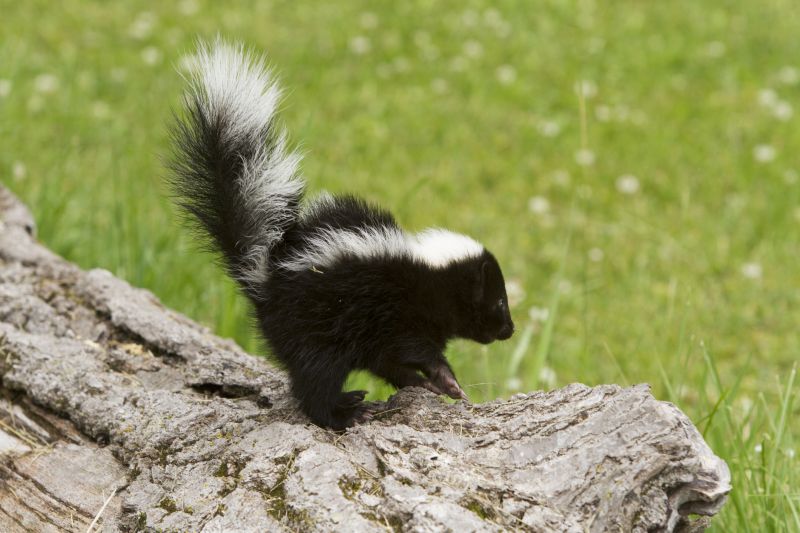 Seasonal Skunk Activity And When Removal Is Most Effective