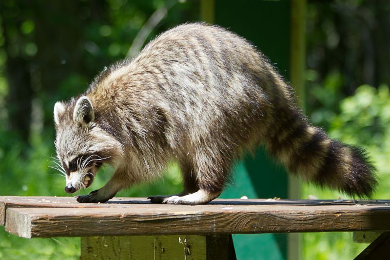 Seasonal Wildlife Issues Homeowners Should Watch For