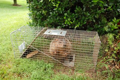 Trapping Equipment