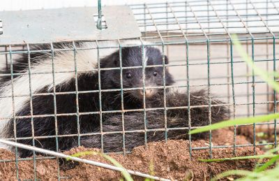 Skunk Removal Services — cost of