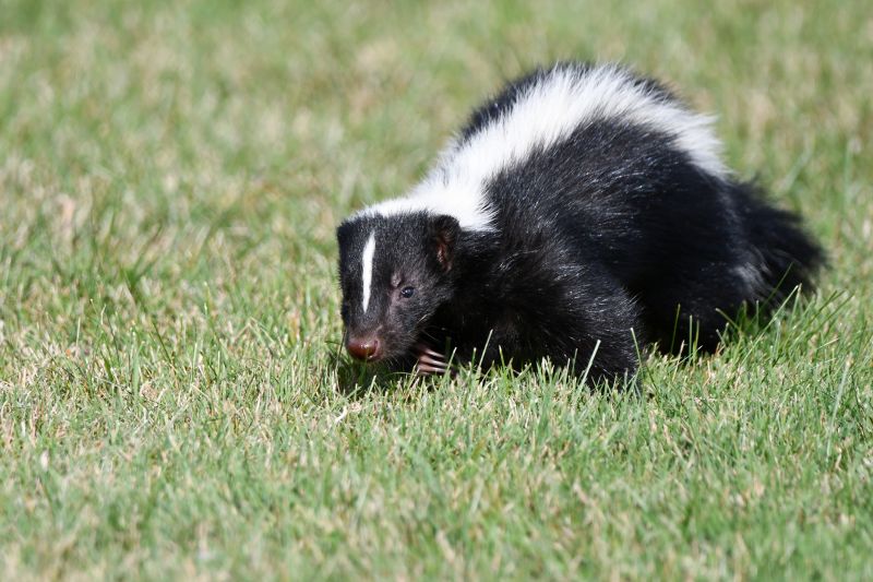 Skunk Removal Services — cost of