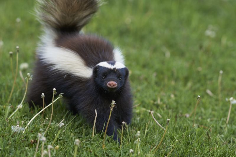 Skunk Removal Services — cost of