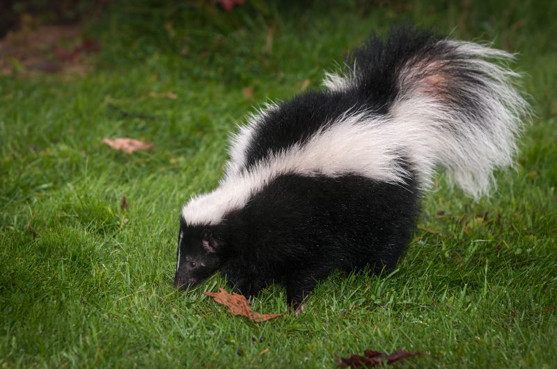 Skunk Removal