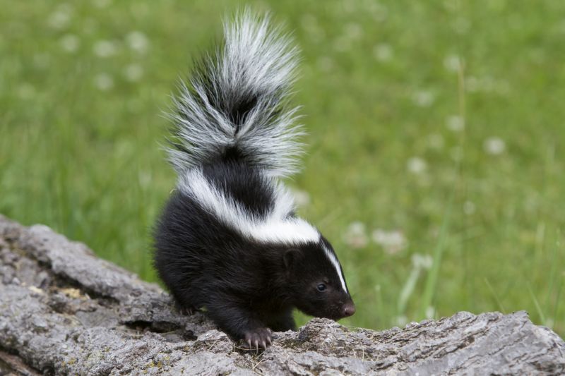 Skunk Removal