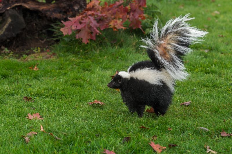 Skunk Removal