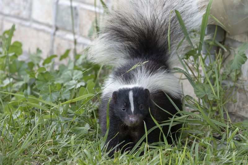 Skunk Odor Control