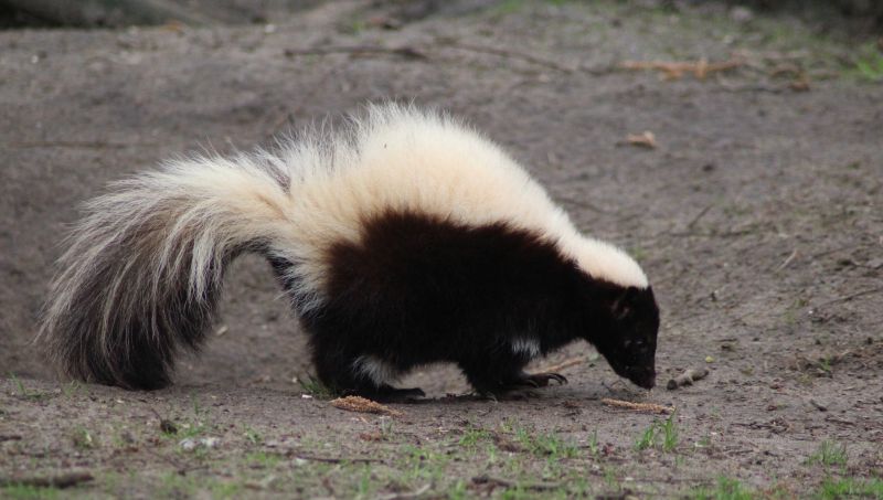 What Makes Skunks Choose Crawl Spaces For Denning