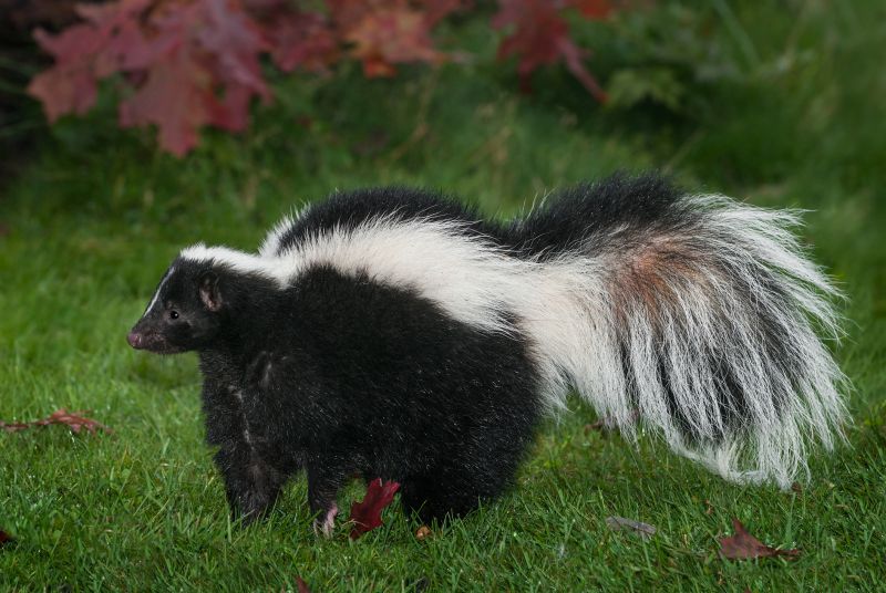 What To Do When Skunks Burrow Under Your Home Or Deck