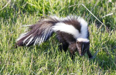 What To Do When Skunks Burrow Under Your Home Or Deck