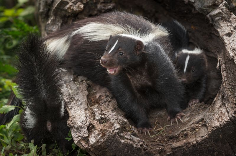 What To Do When Skunks Burrow Under Your Home Or Deck