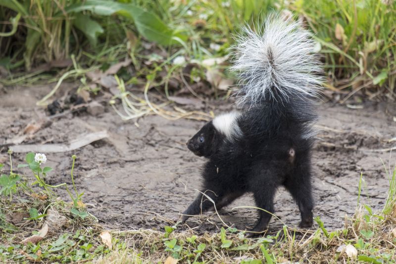 When Skunks Burrow Under Foundations And Porches