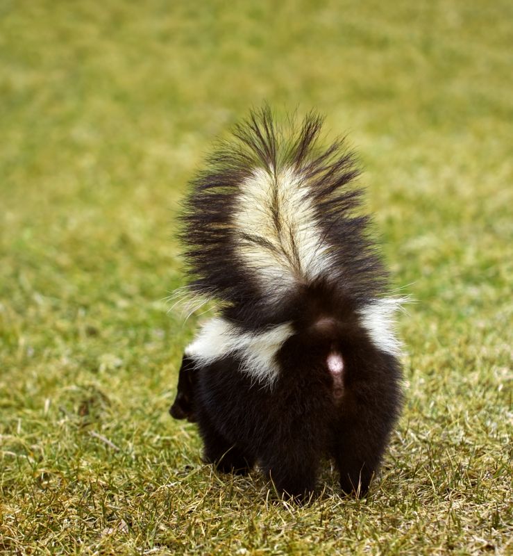 Why Skunks Dig Under Concrete Slabs And Walkways