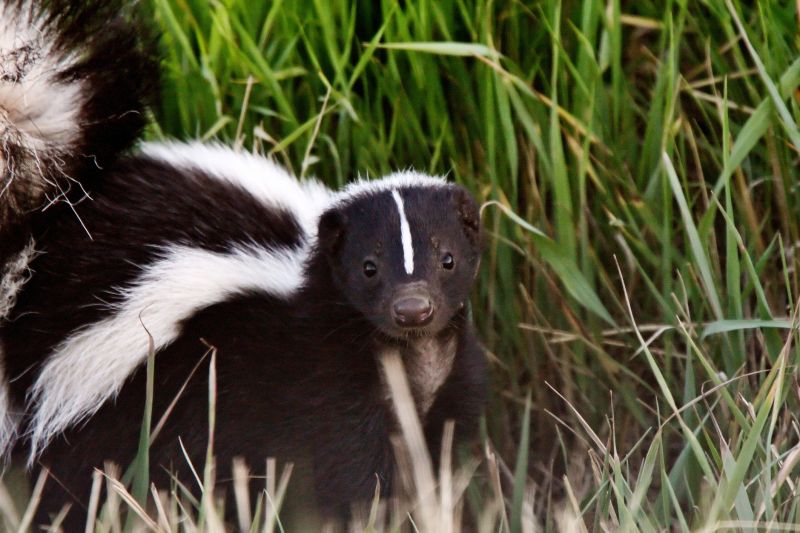 Why Skunks Dig Under Concrete Slabs And Walkways