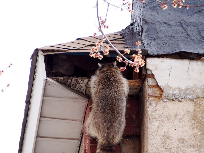 Raccoons in Attic