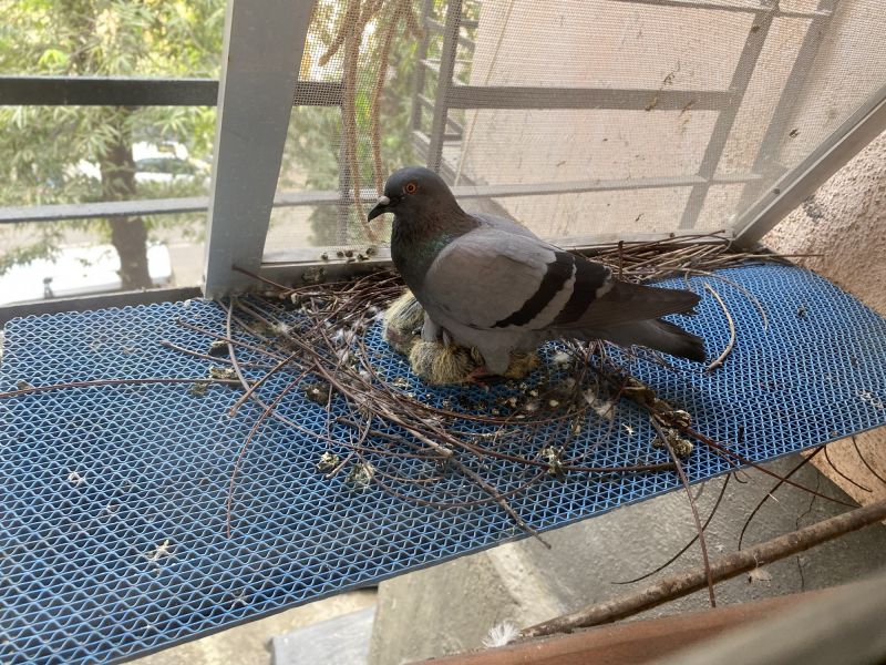Bird Nests on Buildings