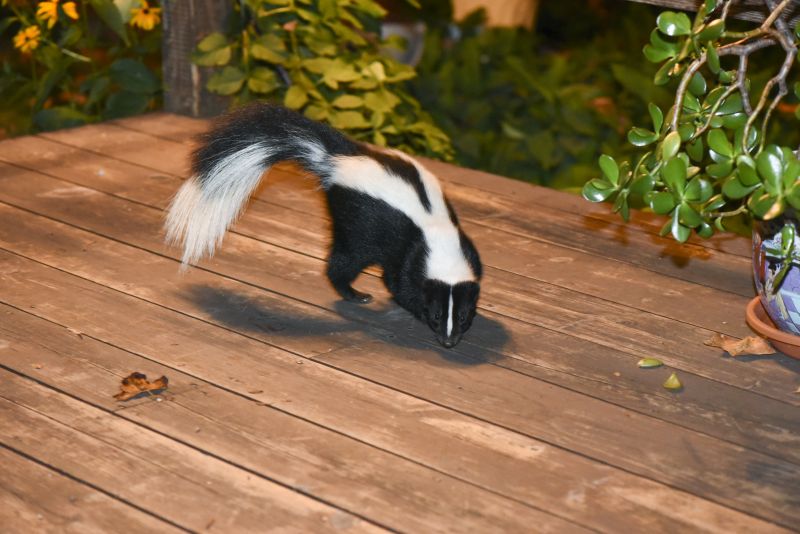 Skunks Under Decks