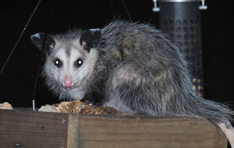 Opossum Scavenging